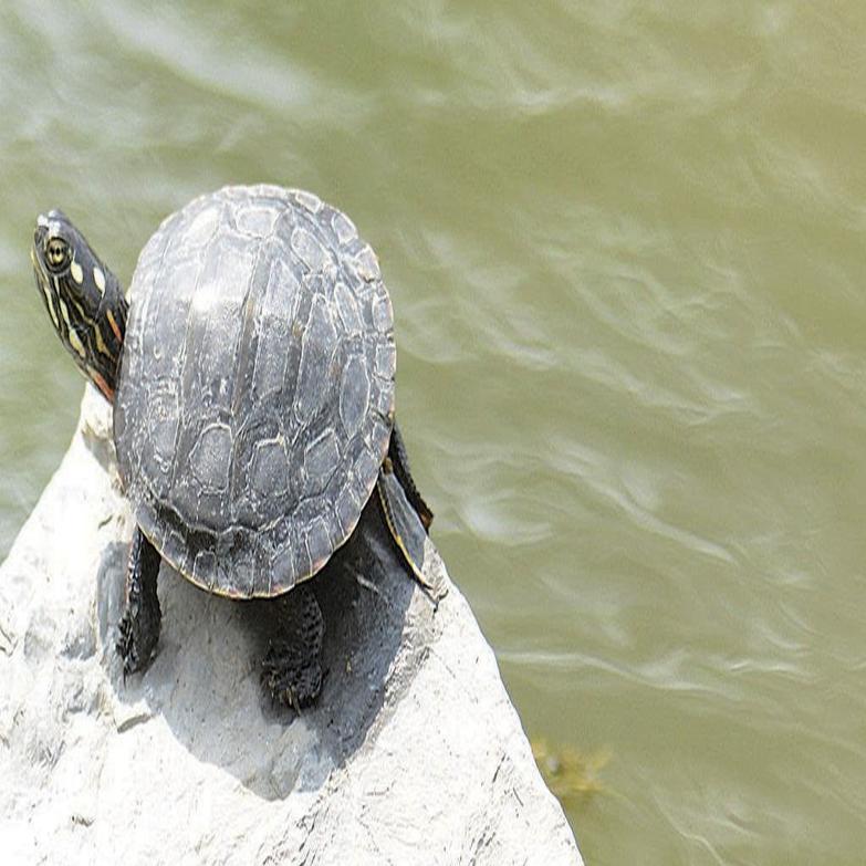 Snapping turtles stir local debate | News | dailyitem.com