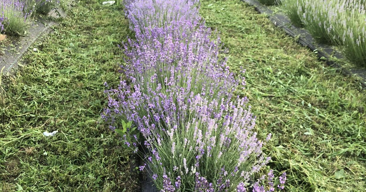 Lavender Festival invites guests to relax with music, crafts and more - Vimarsana News