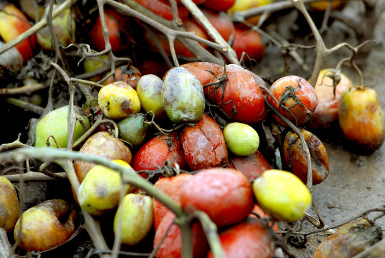 Flood Damaged Tomato Crop: Tomato plants wither and die due to flooding on  a farm in upstate New York Stock Photo - Alamy