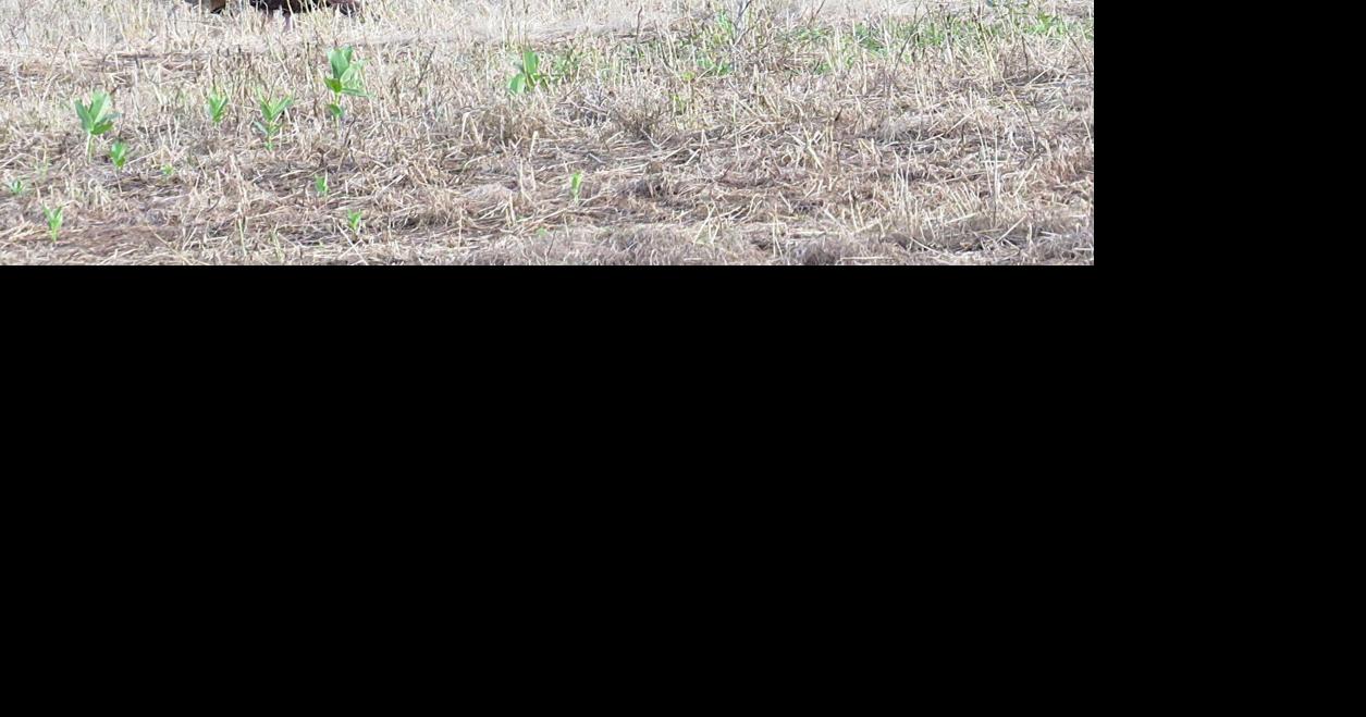 Spring gobbler season arrives in Pa.