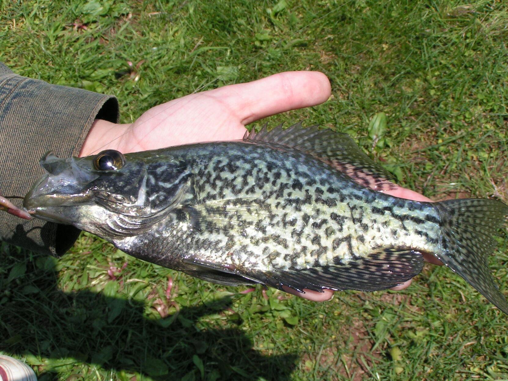May is for crappies, Sports