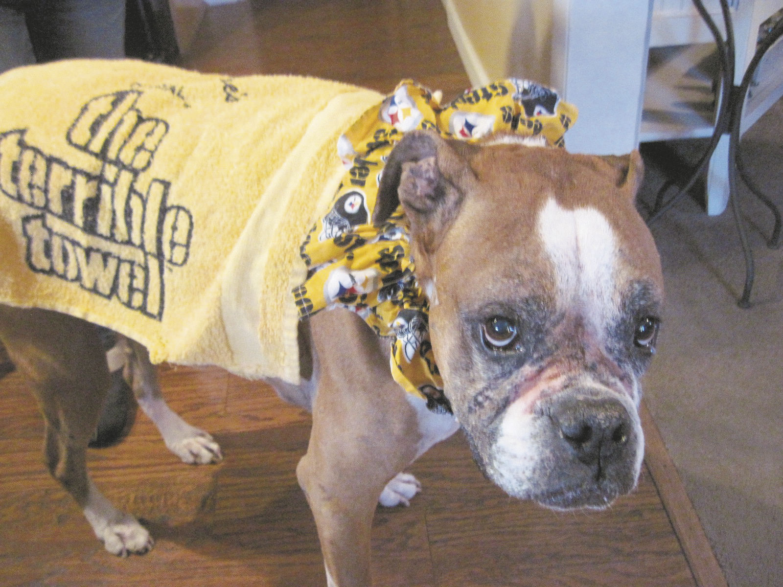 steelers dog bowls