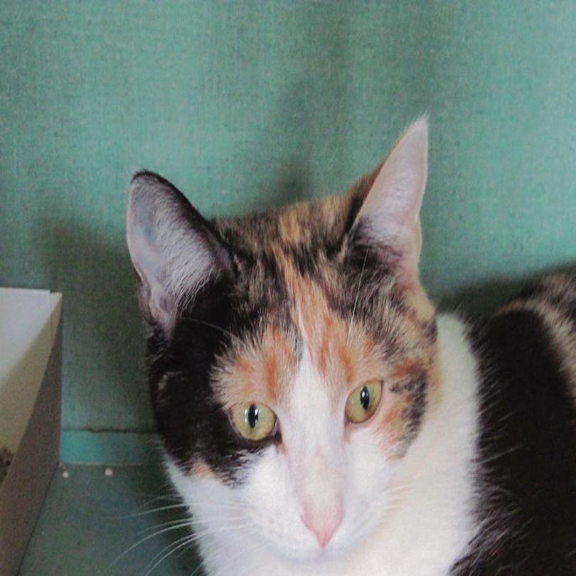 Two Cats And A Dog Are Available For Adoption At The Danville Spca