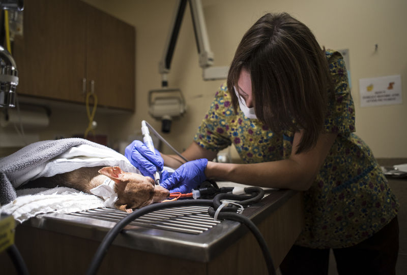 Immediate Help For Pets Available 24 7 News Dailyitem Com