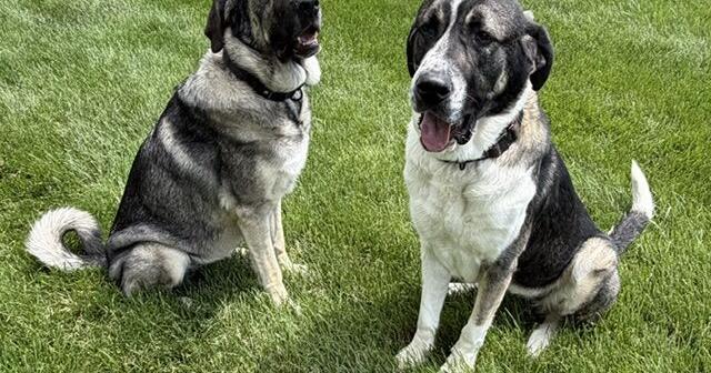 Adopted parents of dogs rescued in animal abuse case laud authorities, guilty verdict