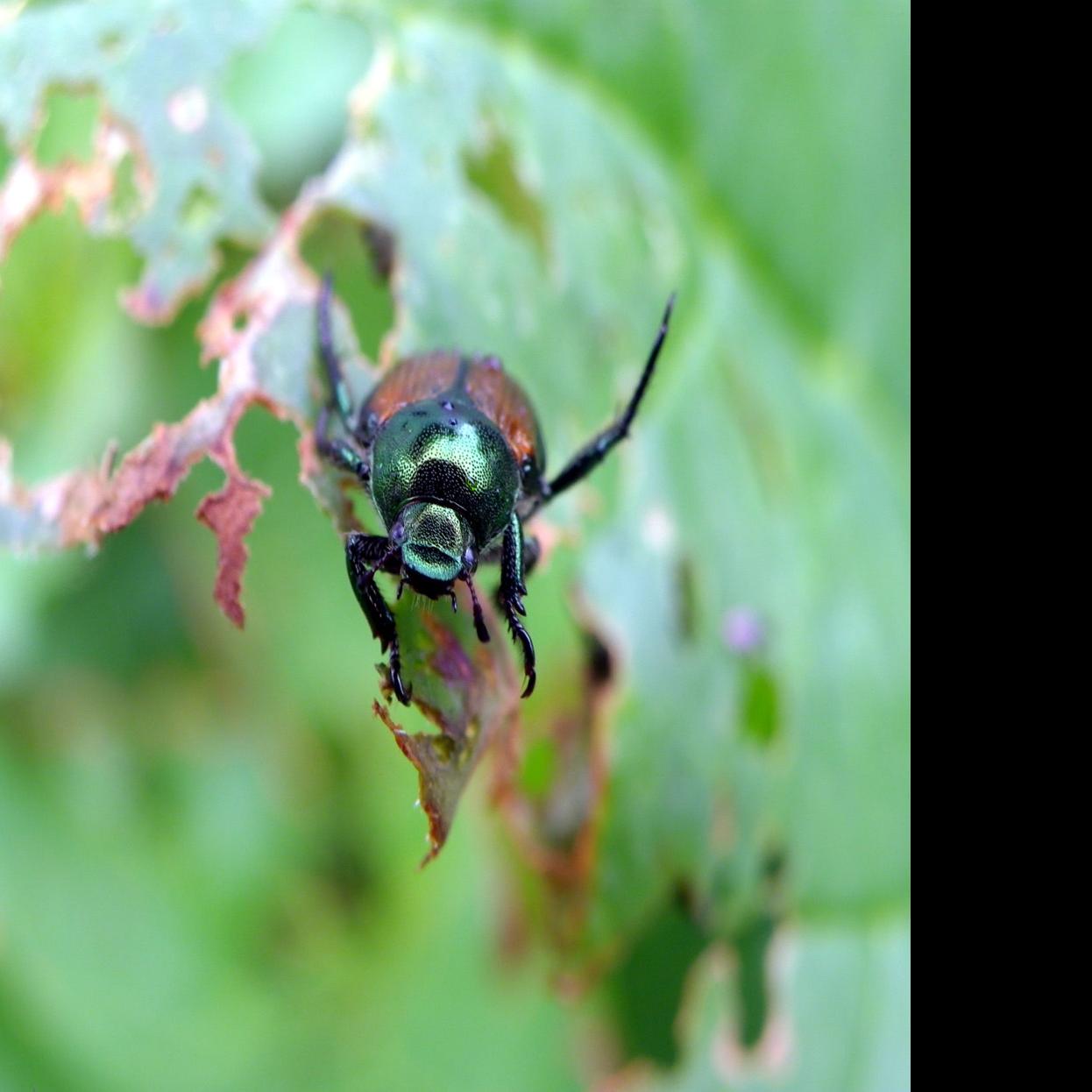 What Do Mon Carpet Beetles Eat Carpet Vidalondon