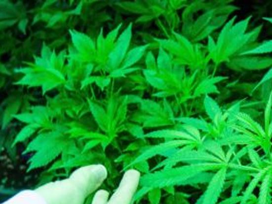 81 Year Old Woman S Garden Raided For A Single Marijuana Plant News Dailyitem Com