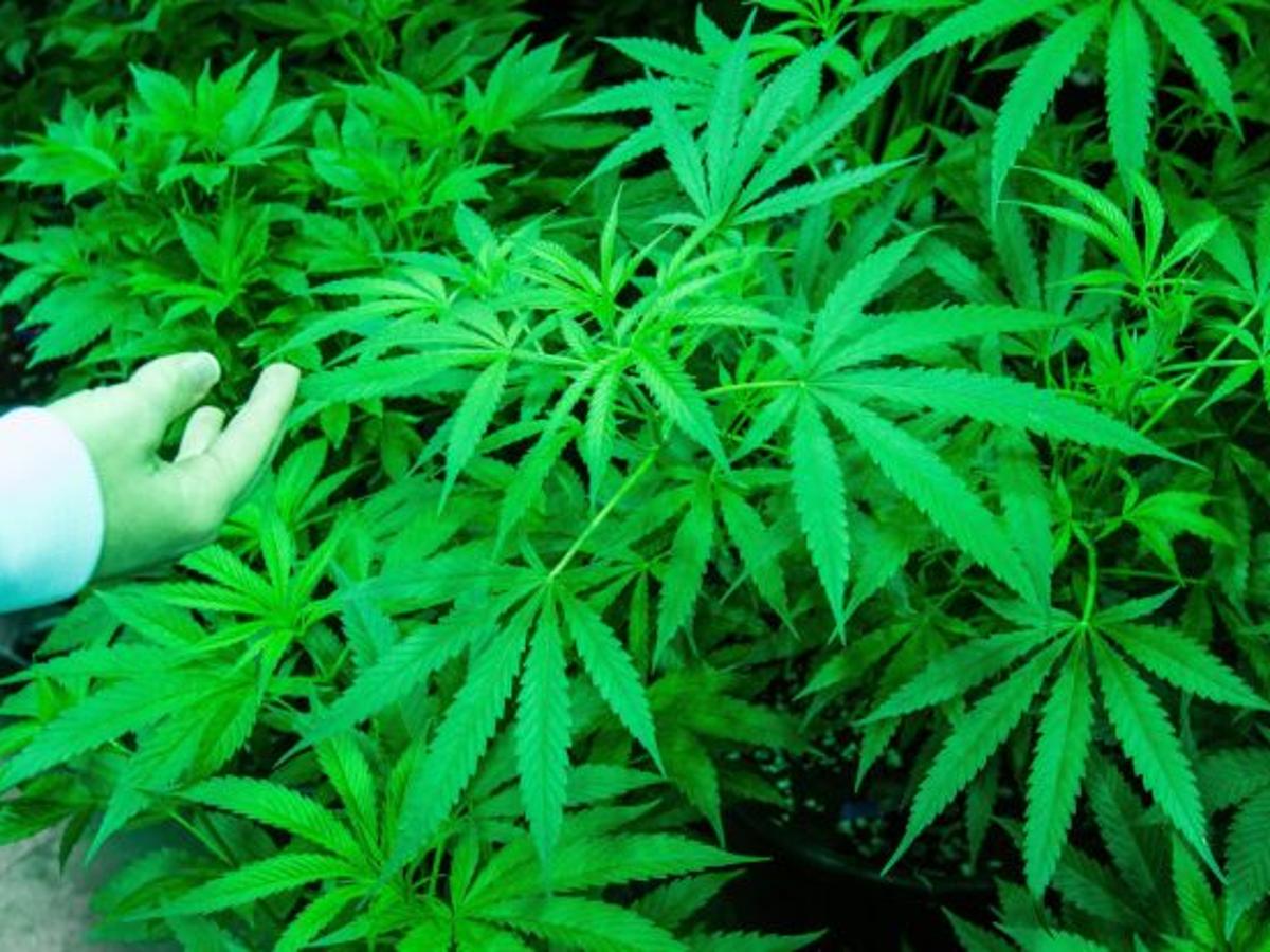 81 Year Old Woman S Garden Raided For A Single Marijuana Plant News Dailyitem Com 81 Year Old Woman S Garden Raided For A Single Marijuana Plant News Dailyitem Com