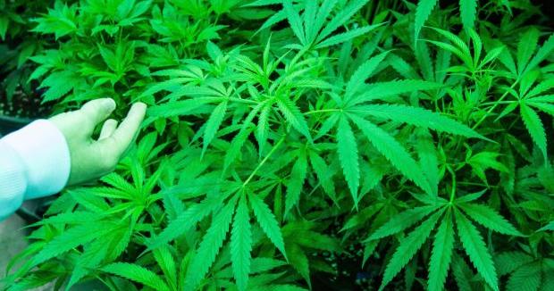 81-year-old woman's garden raided for a single marijuana plant | News |  dailyitem.com