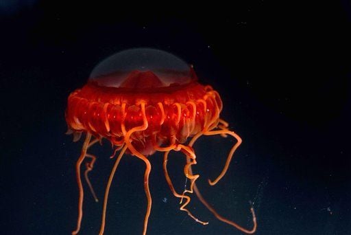 Scientists exploring deep sea basin off the Philippines discover rare  marine species | 