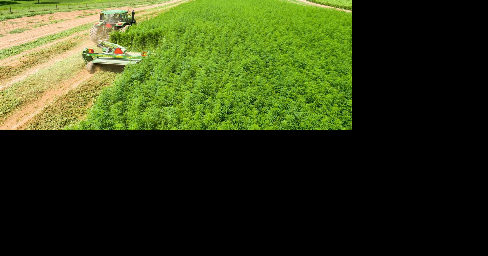 Milton farmer to grow industrial hemp for Williamsport firm ...