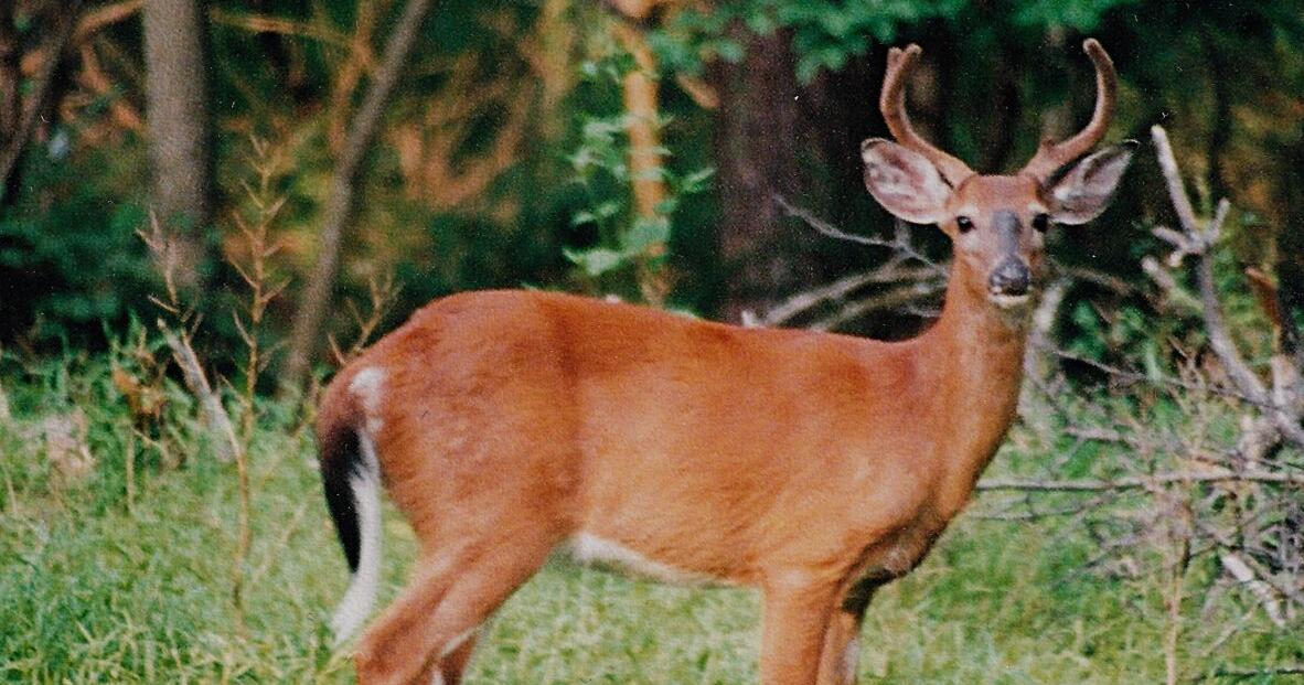 The finer points of deer antlers