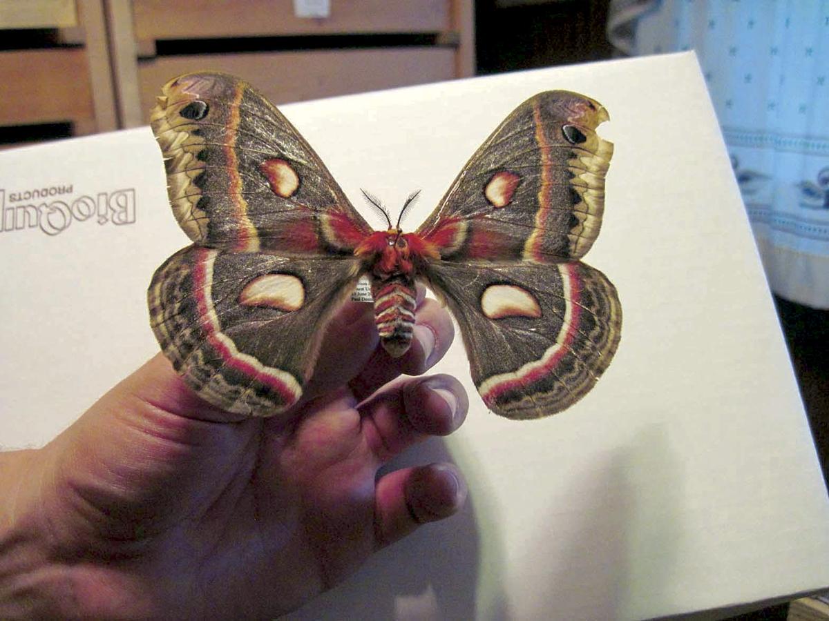 Buggy About Moths News Dailyitem Com