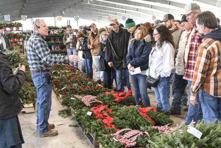 Christmas tree shortage leading to higher prices News