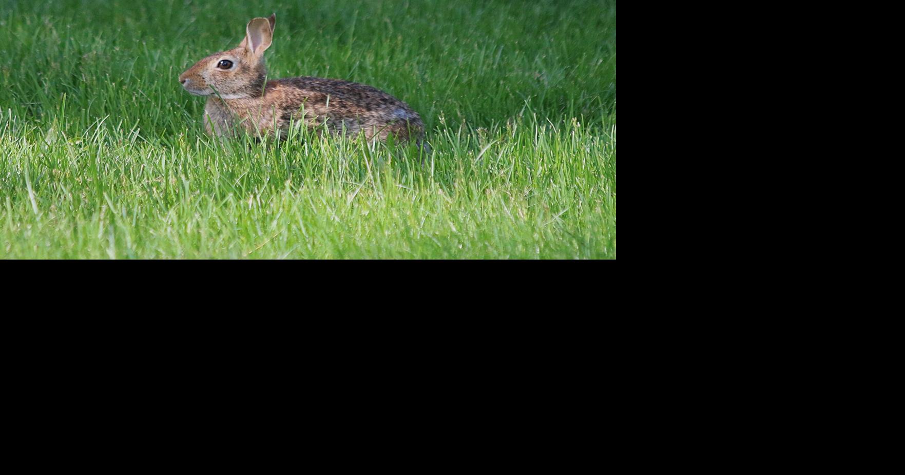 Hendricks: Wealth of backyard visitors