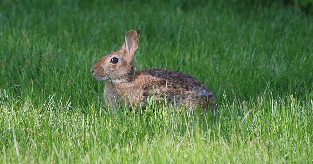 Hendricks: Wealth of backyard visitors