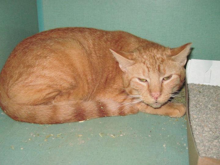 Four Cats Are Available For Adoption At The Danville Spca News