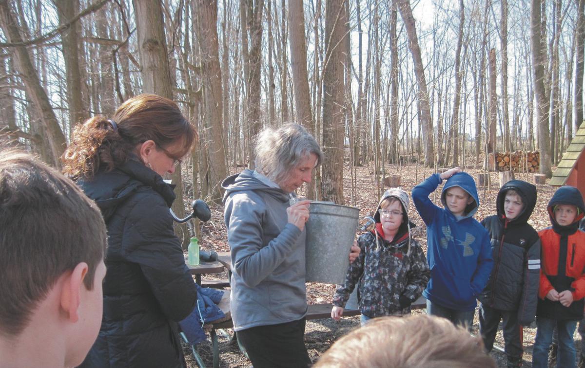 Deb Steransky Prepares For Warrior Run Students To Place Buckets Collecting Sap From Sugar Maple Trees At The Montour Preserve