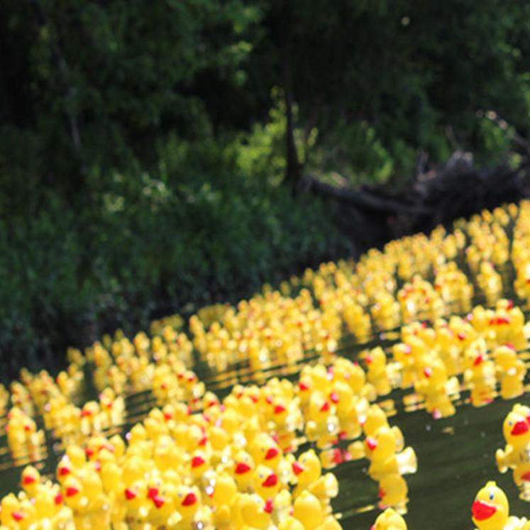 Ducks Will Flood Susquehanna River Aug 8 News Dailyitem Com