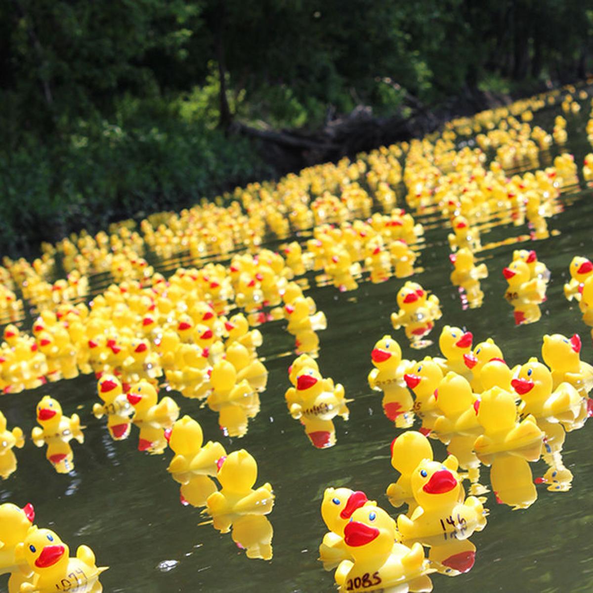 Ducks Will Flood Susquehanna River Aug 8 News Dailyitem Com