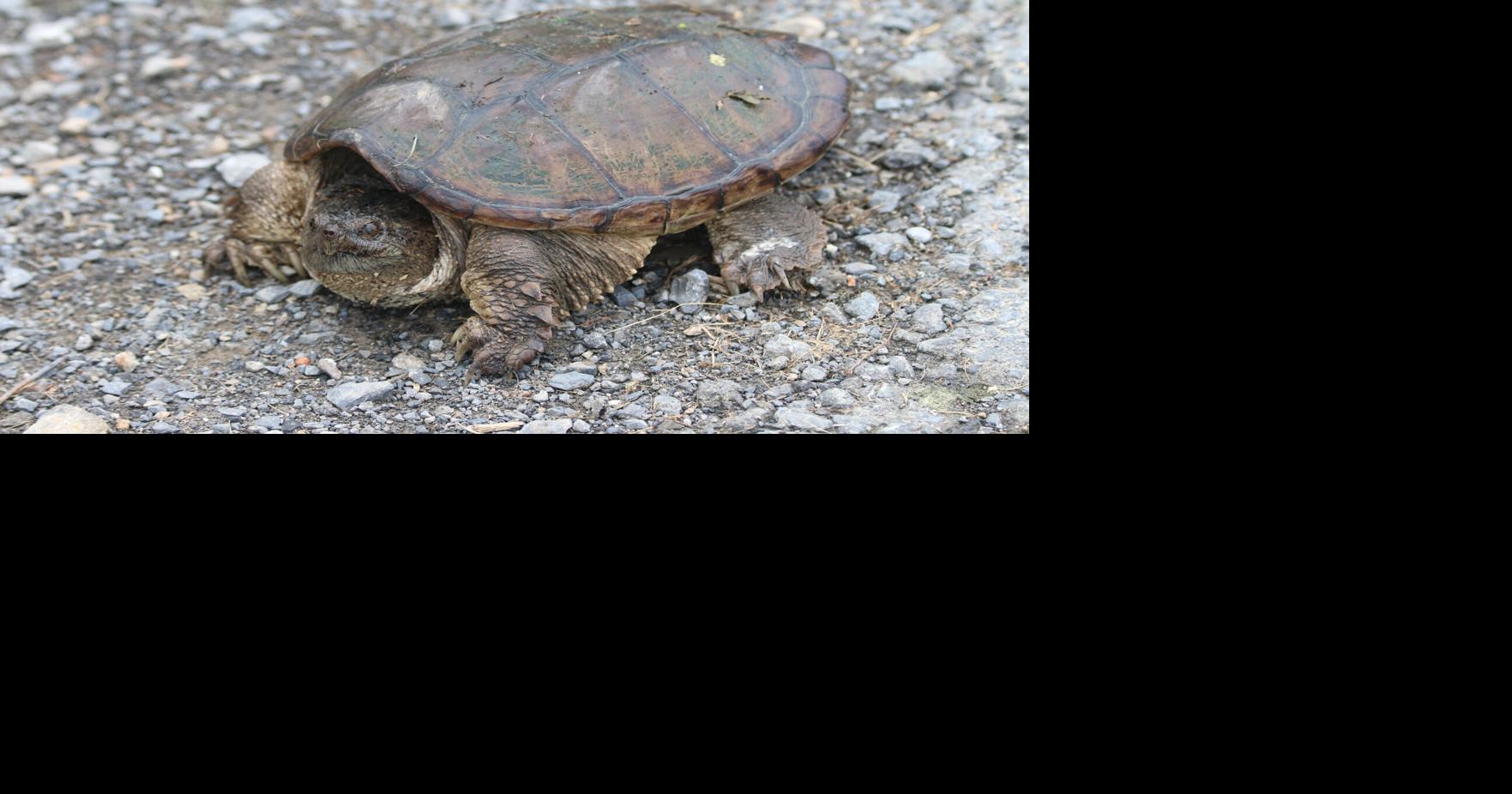 Pennsylvania's snapping turtle Sports