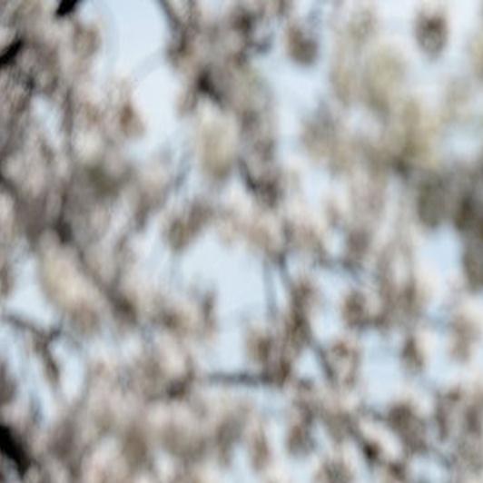 Delight In Washington S Annual Cherry Blossom Festival From Home