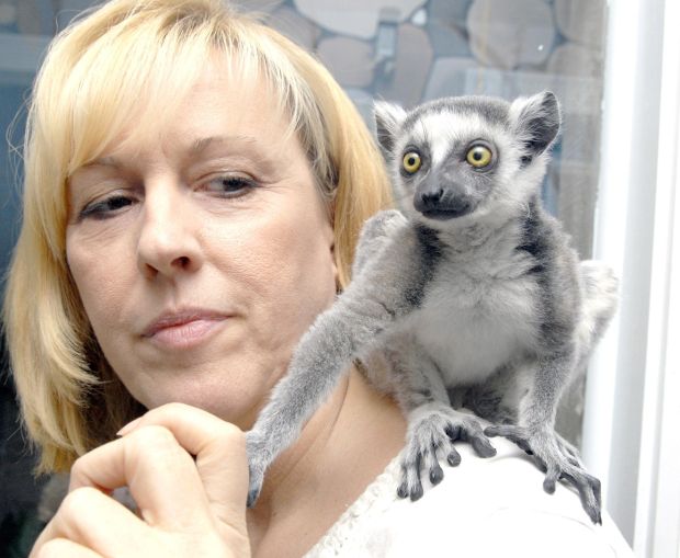 Lemurs take up residence br in Sunbury pet shop News dailyitem