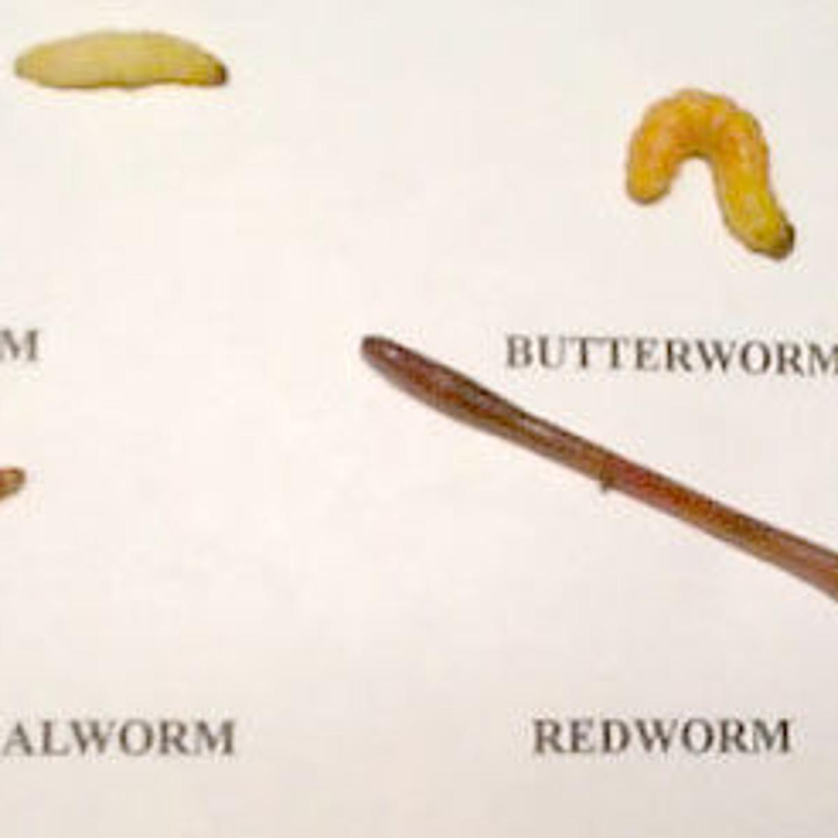How well do you know your worms?
