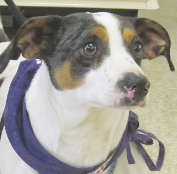 Mostly Mutts dogs in need of forever homes Local News