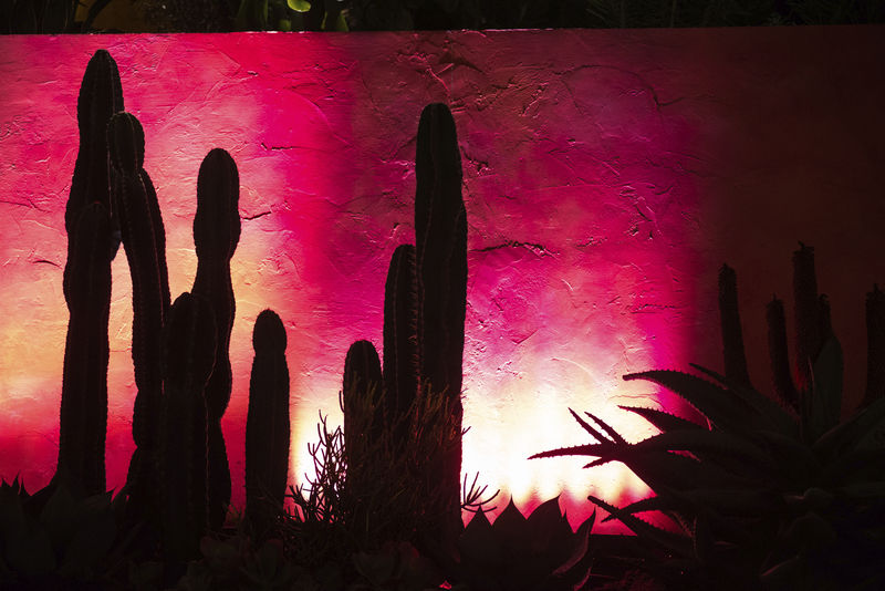 Selinsgrove man helps run biggest flower show in world