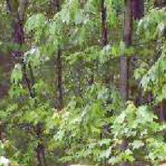 Outdoors Elk Population Is Thriving In Pennsylvania Sports Dailyitem Com