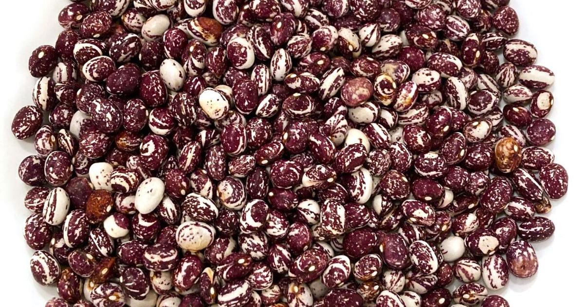 Large Shell Beans Master Gardener: Shell beans can be a nutritious addition to your ...
