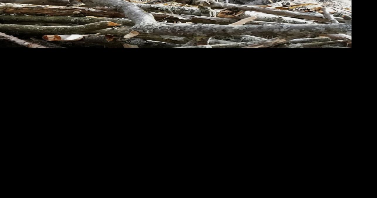 Birding for beginners: A gateway to nature, adventure | Sports