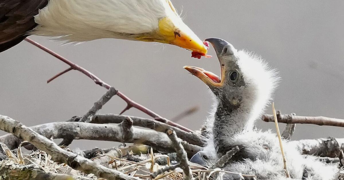 Birding for beginners: A gateway to nature, adventure | Sports Birding for beginners: A gateway to nature, adventure | Sports
