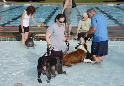 where can i take my dog to swim in louisville