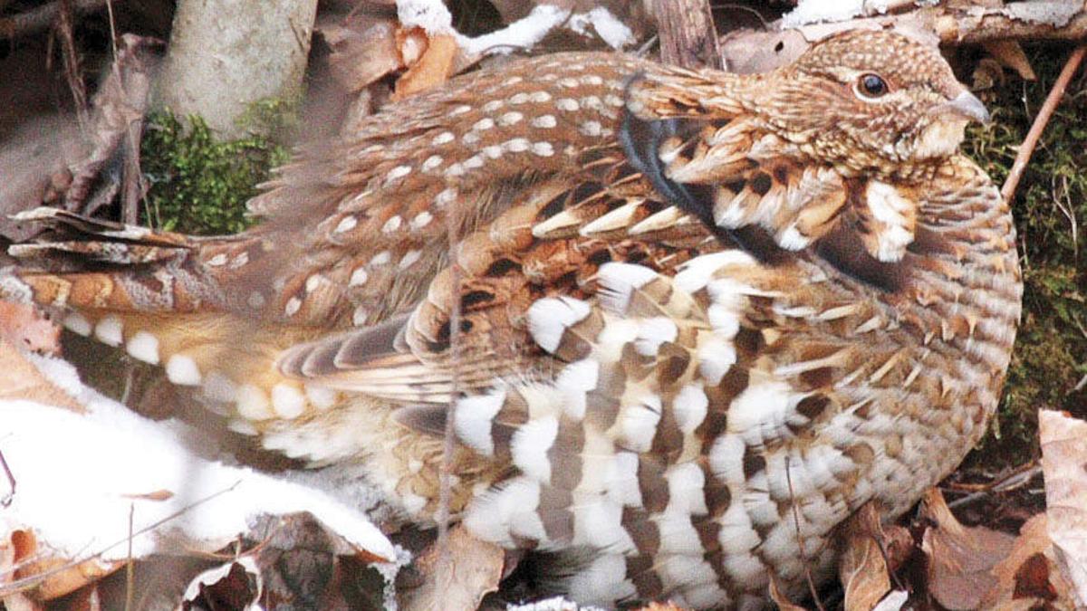 Audubon State Bird May Have To Flee Pa News Dailyitem Com