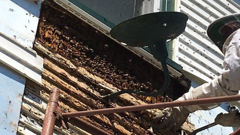 Huntington Bee Company Helps Safely Move From Grange Building News Dailyitem Com