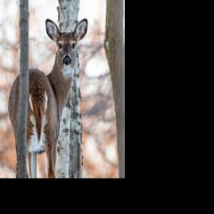 Hunters donate almost 200,000 pounds of venison to anti-hunger programs in Pennsylvania