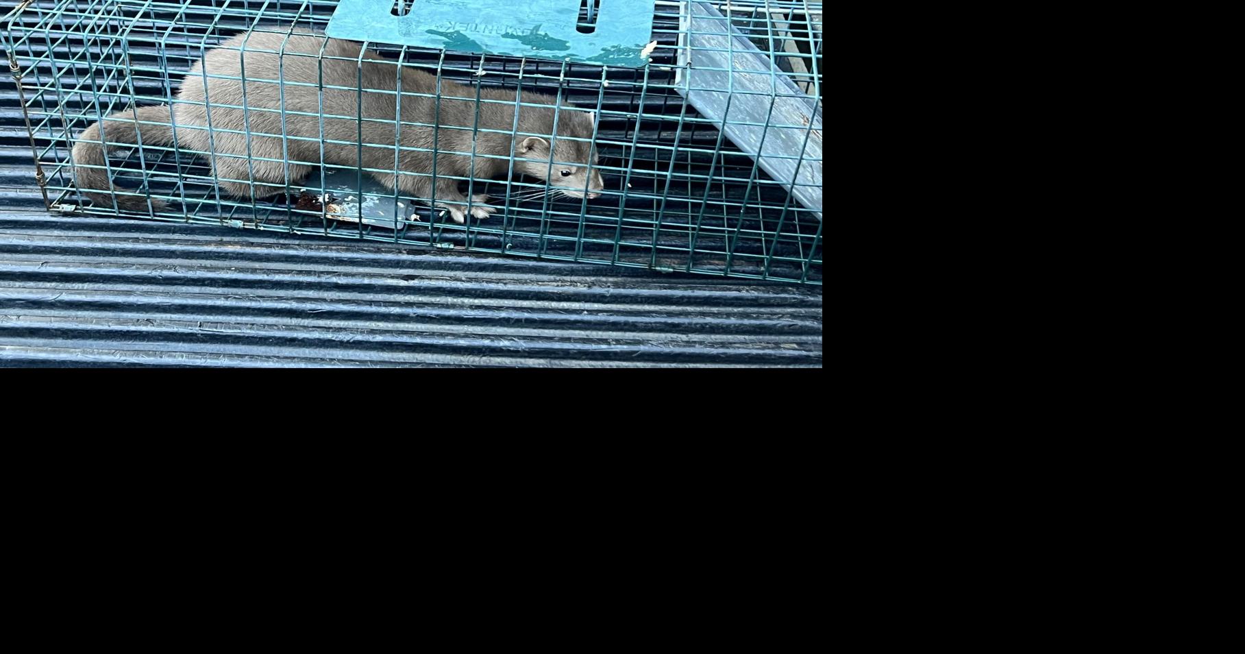 Reward increased to $11,000 for information leading to arrest in ...