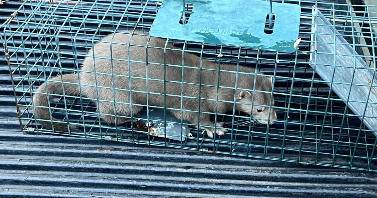 Reward increased to $11,000 for information leading to arrest in ...