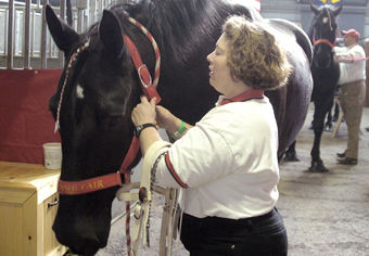 Geisinger ER physician trains draft horses | News | dailyitem.com