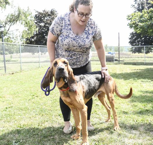 Clear the Shelter event to be held today at Danville SPCA News