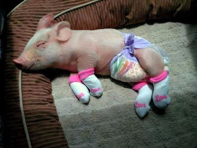 Pig Tales Flo The Rescued Pig Escapes Fate Gets A New Chance At Life Don T Miss This Dailyitem Com