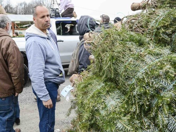 Mifflinburg Christmas tree auction draws bidders from along East Coast