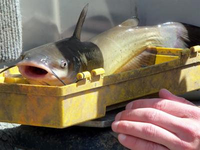 Survey Shows Stocking Bigger Channel Catfish Leads To Better Fisheries Outdoors Dailyitem Com