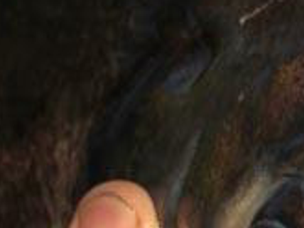 Human Toothed Fish Found Only In South American Countries Like Peru Caught In Peru Indiana Don T Miss This Dailyitem Com
