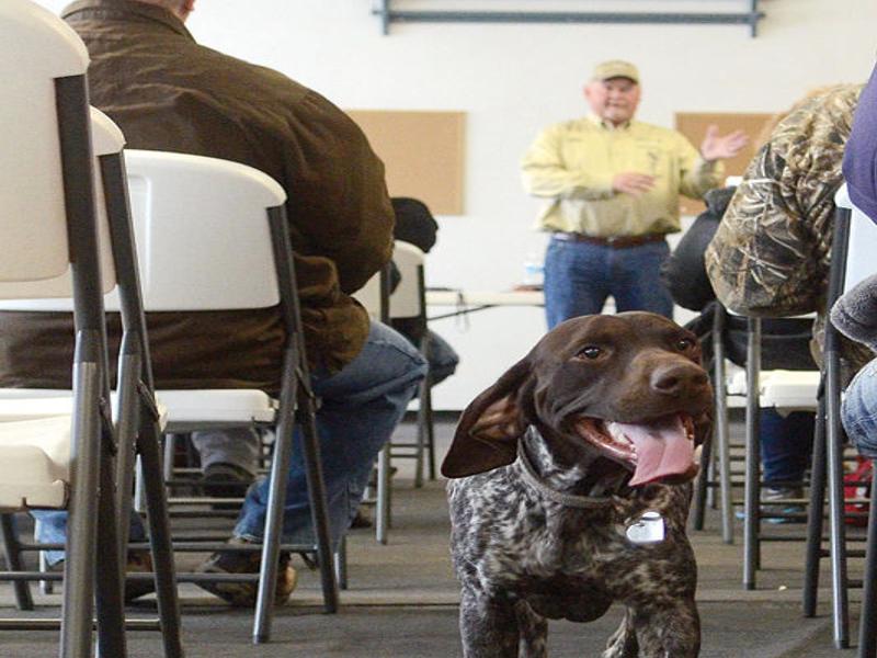 Trainer Use Love Care Not Cruelty When Teaching Dogs News Dailyitem Com