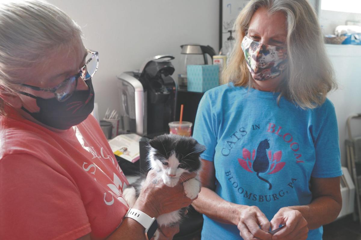 More People Sheltering Means Fewer Pets In Shelters News Dailyitem Com