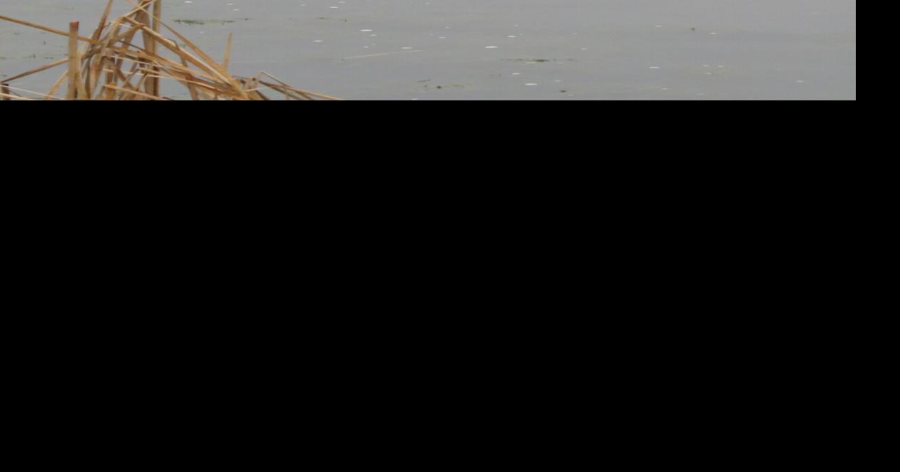 A look at the Great Blue Heron and the American Egret ...