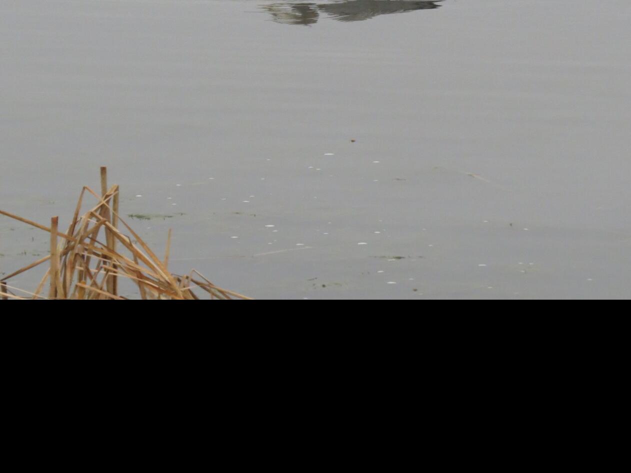A look at the Great Blue Heron and the American Egret | Sports ...